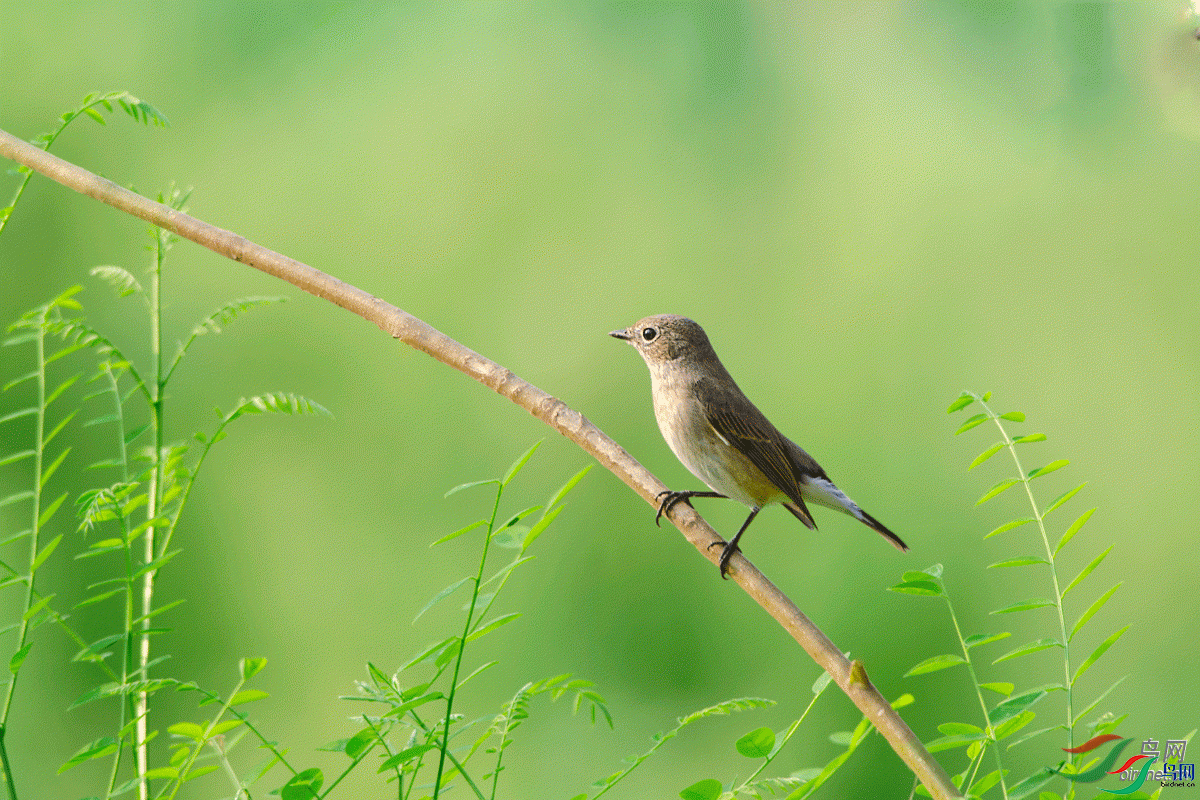 ͼͼ302  ��ʦ�����ںӱ�ʡ��ɽ���ƺ���.gif