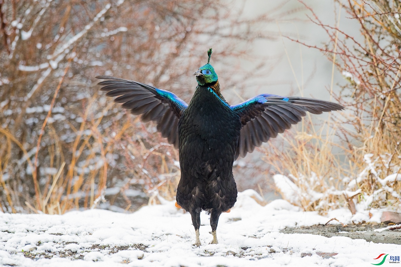 DSC_5724 - ����.jpg