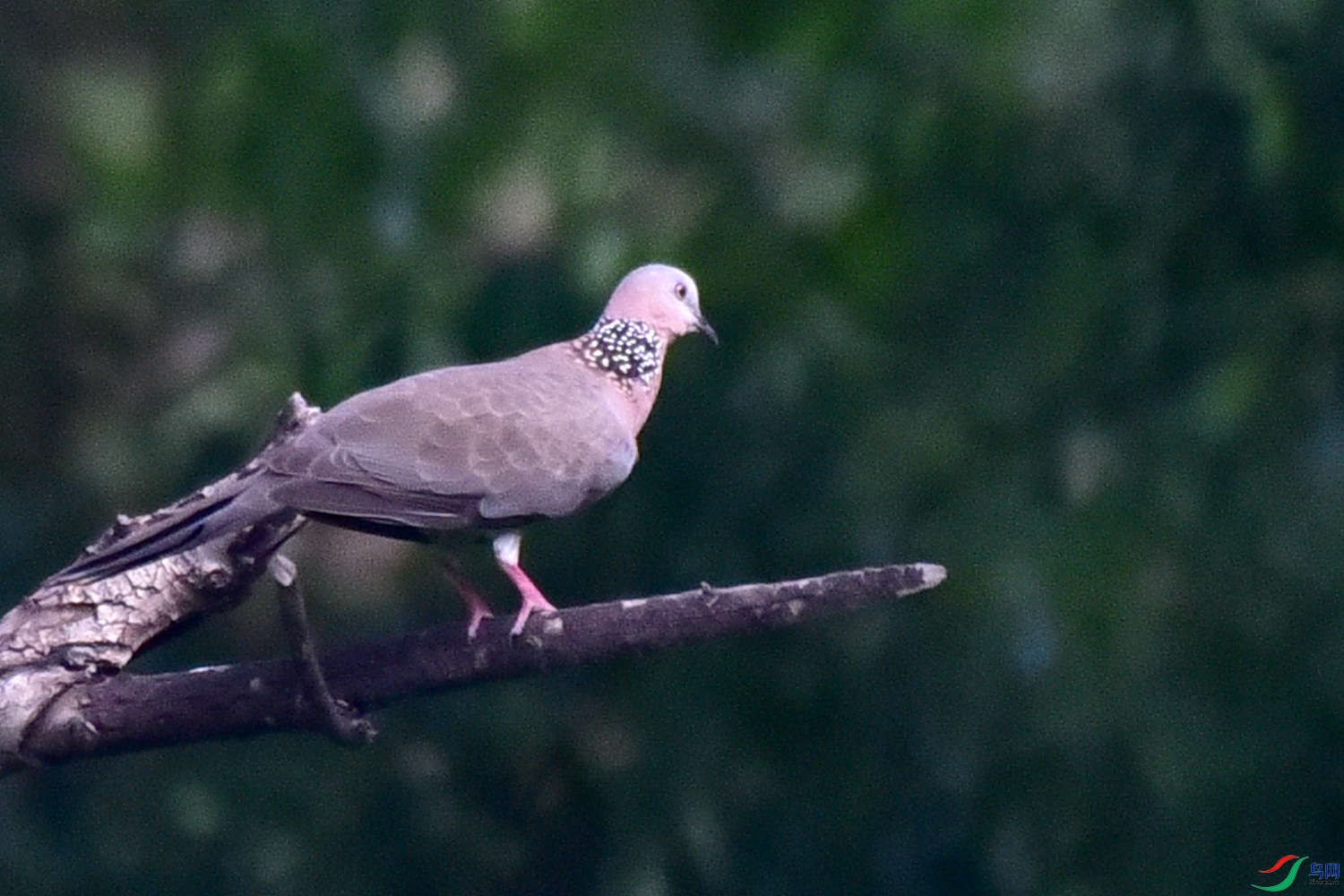 DSC_0618.JPG