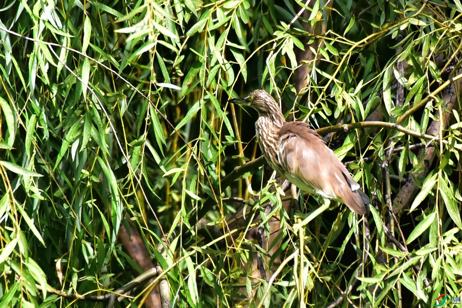DSC_0660.JPG