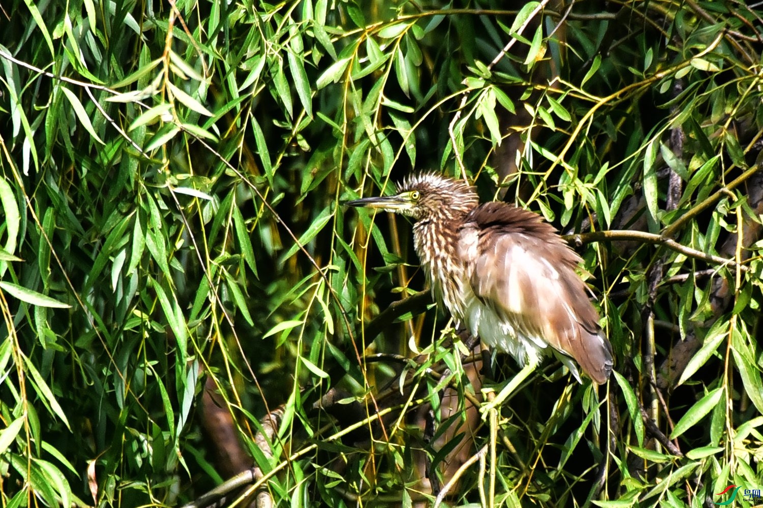 DSC_0663.JPG