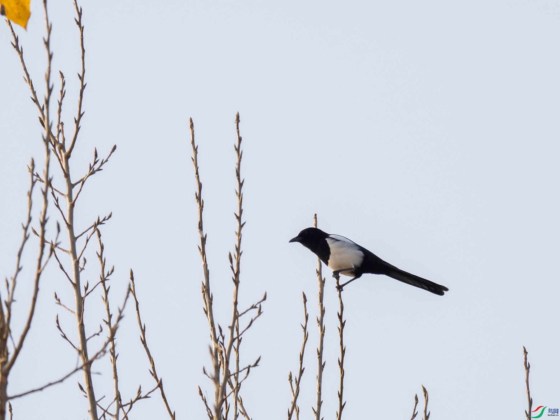 ϲȵ�Ǹ�֦��