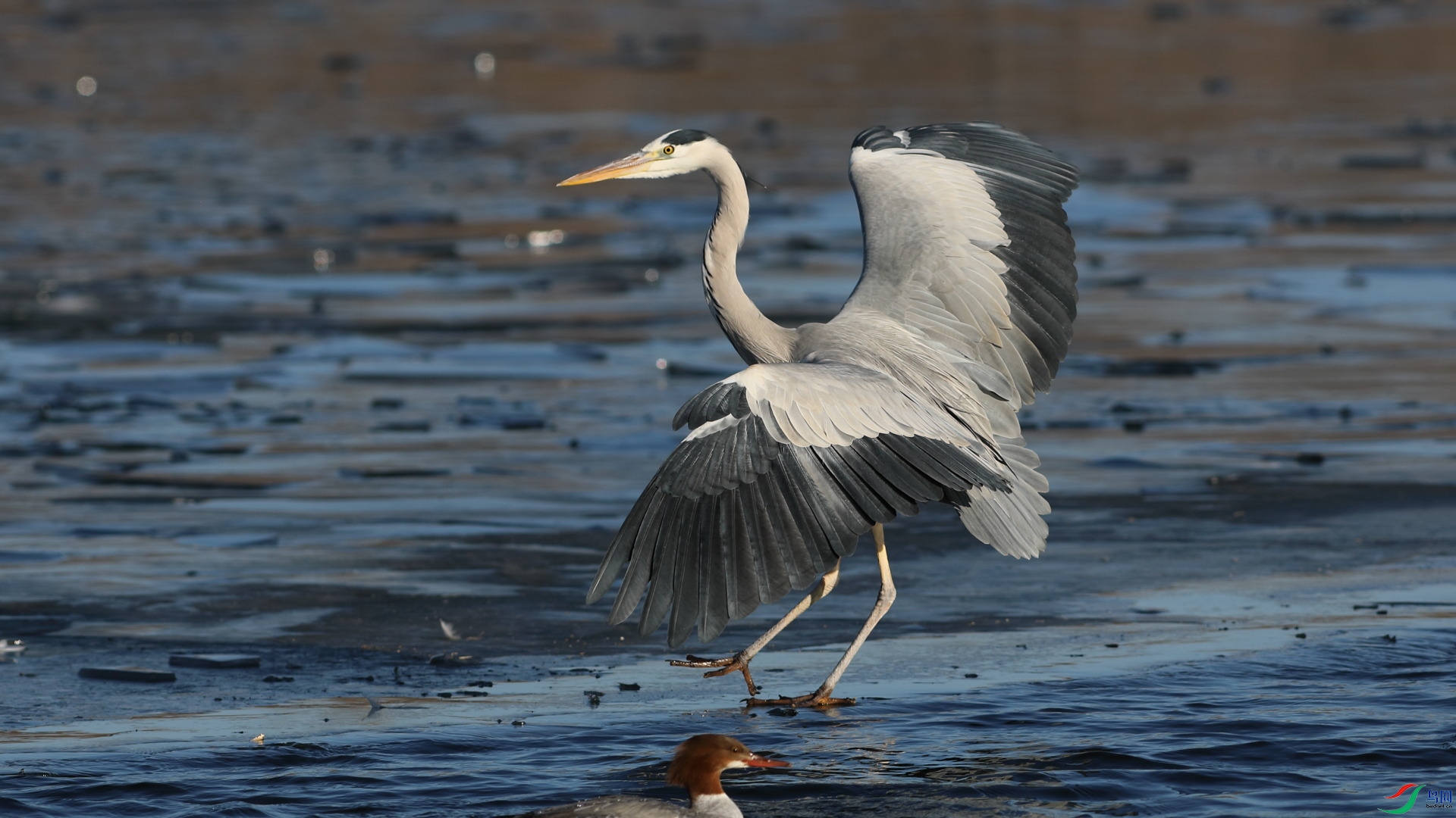 ��ʿ�����