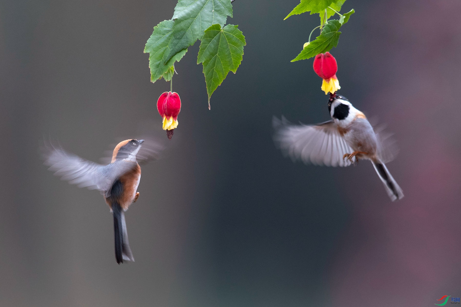 ��ͷ��βɽȸ