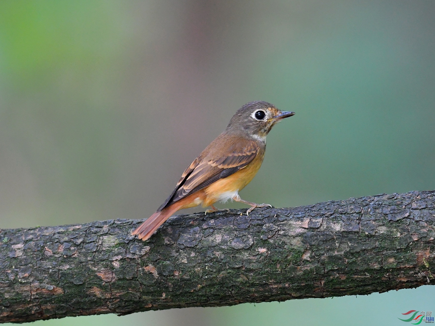 ����gx  ��ʦ�����ڹ���׳��������������.jpg