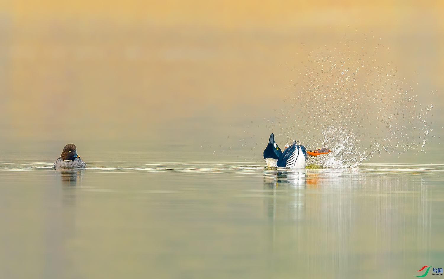 DSC_4723-2.jpg