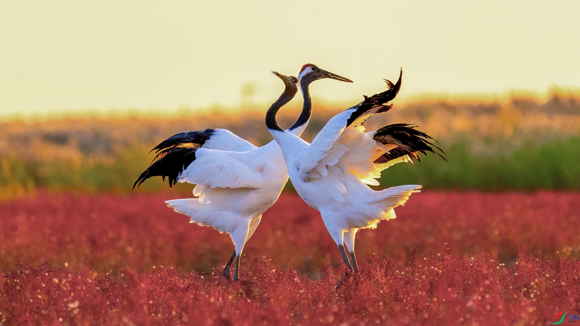 中国鸟网在中国国贸举办百鹤迎春鹤类摄影展