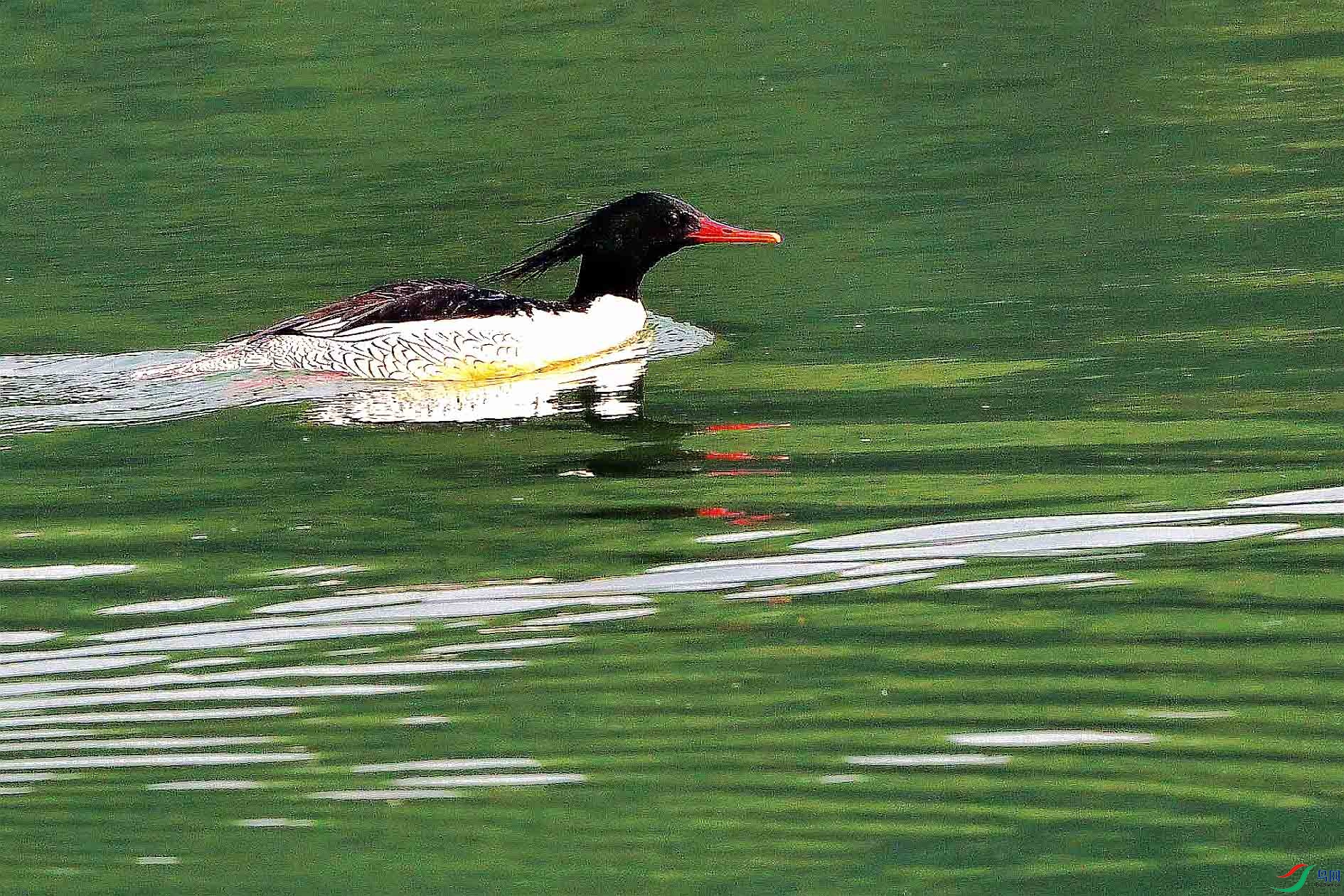 DSC_4848_����.jpg