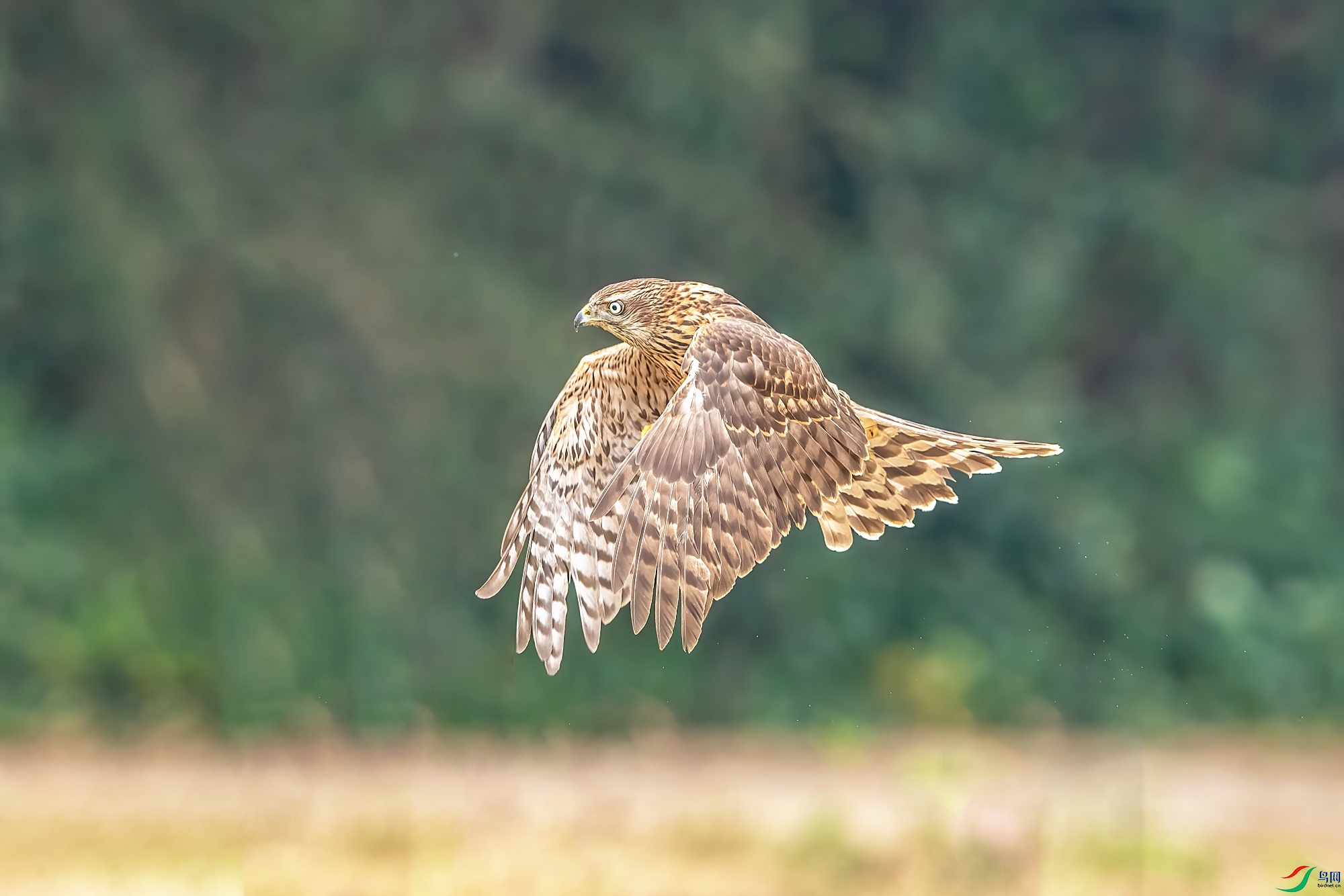DSC_6473-1_����.jpg