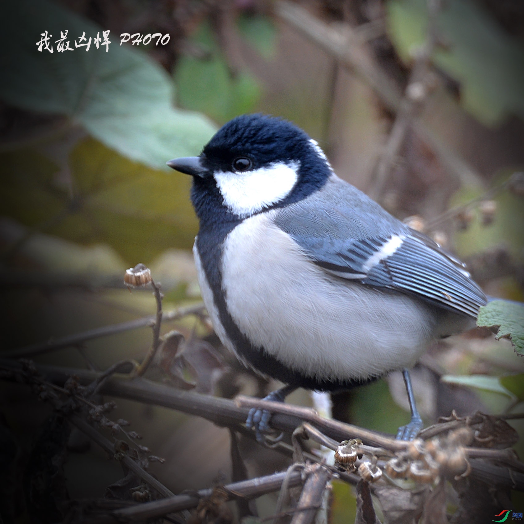 DSC_0015.jpg
