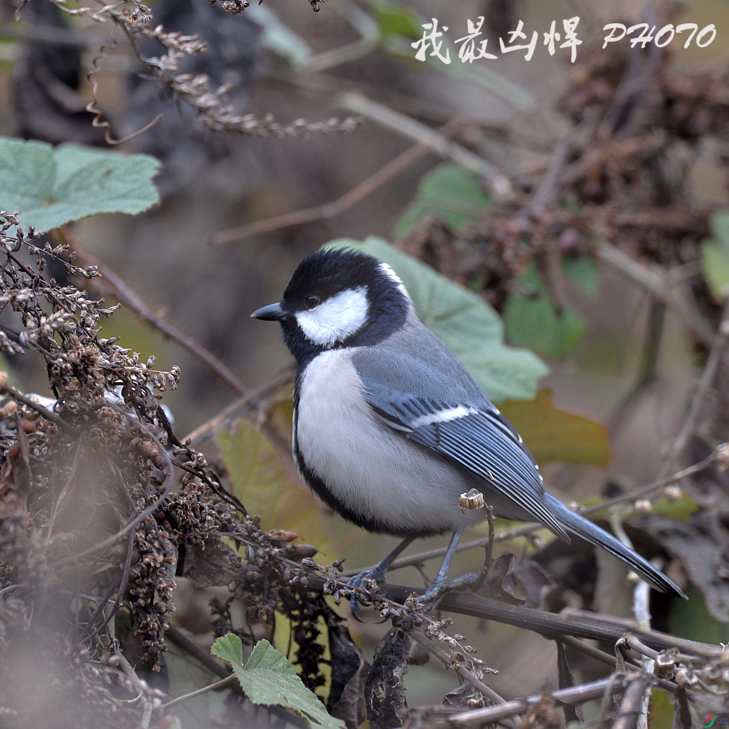 DSC_0019.jpg