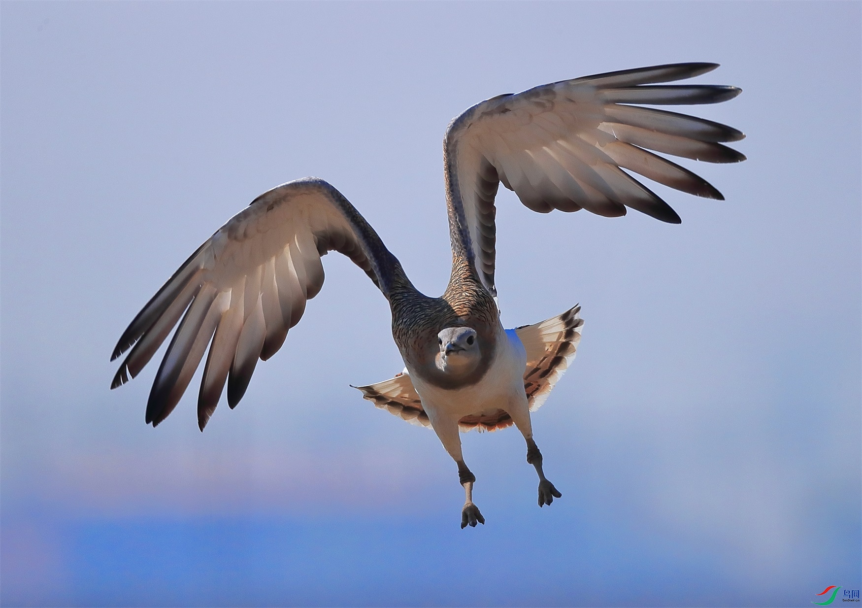 2222 - ���� (2).JPG