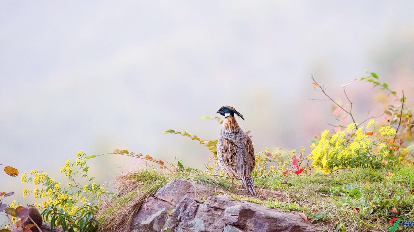 XCG_0868 - ����.jpg