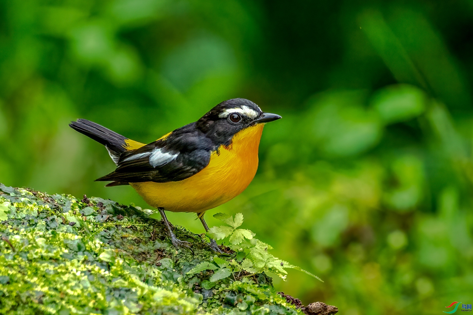 �ķ�ľ��  ��ʦ�����ڹ���׳��������������.jpg