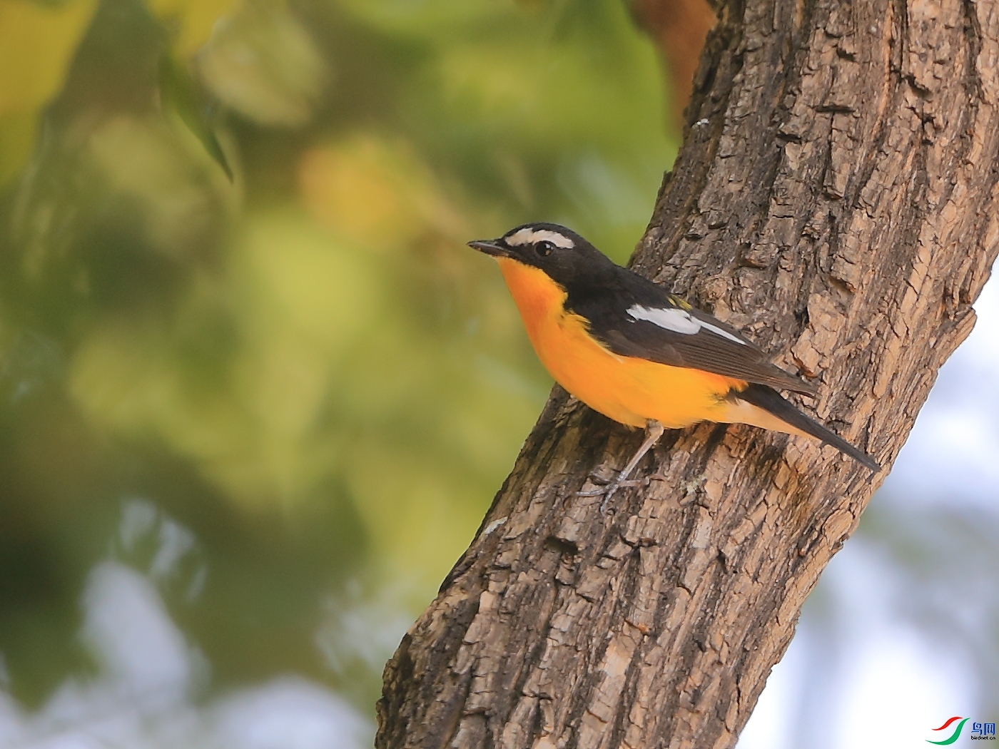 �ǲ�  ��ʦ�����ںӱ�ʡʯ��ׯ��.jpg