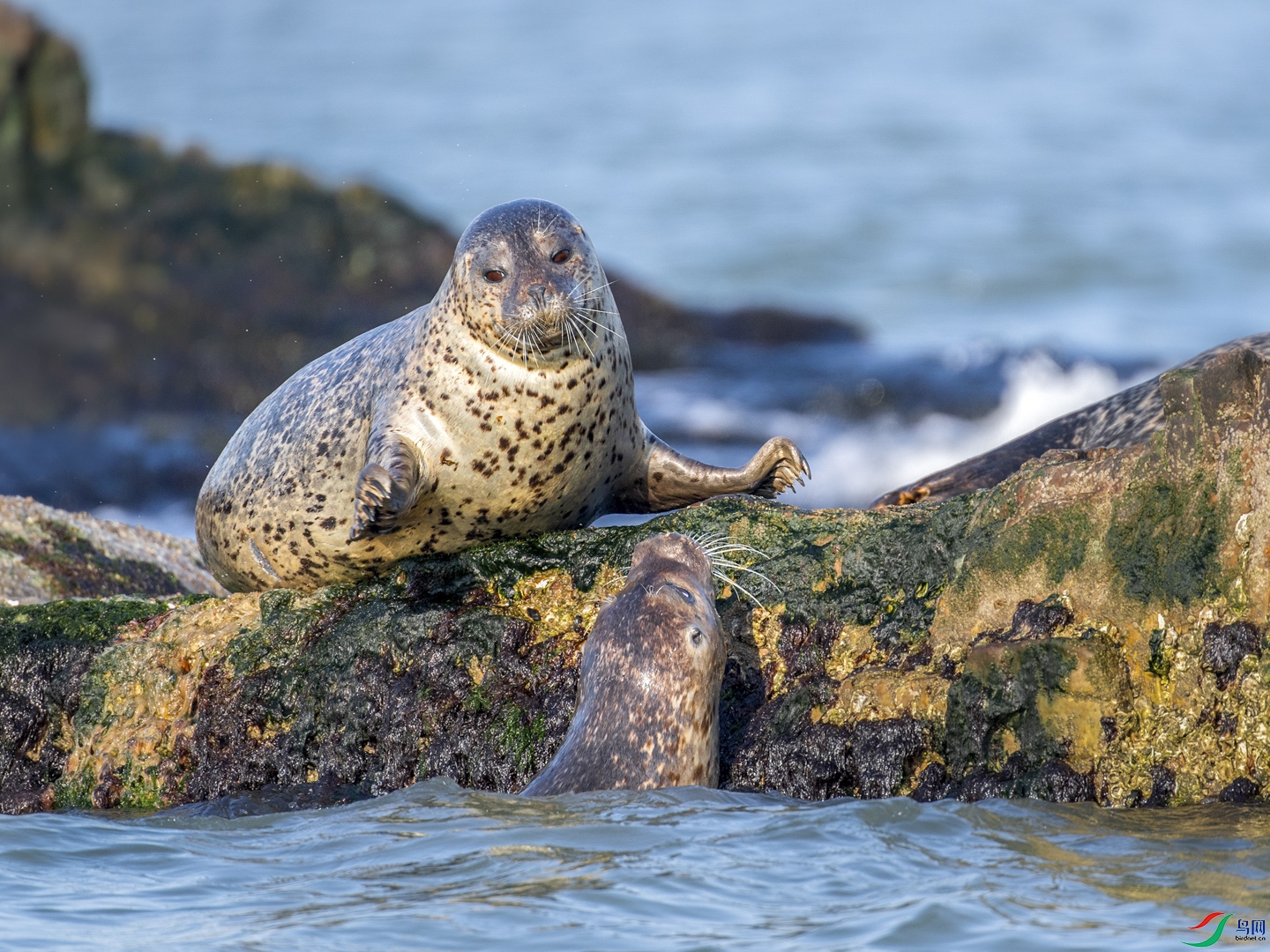 57.���ߺ�����Hello!�� Ǯ�磨С���룩 ɽ��ʡ 13791083566_1.jpg