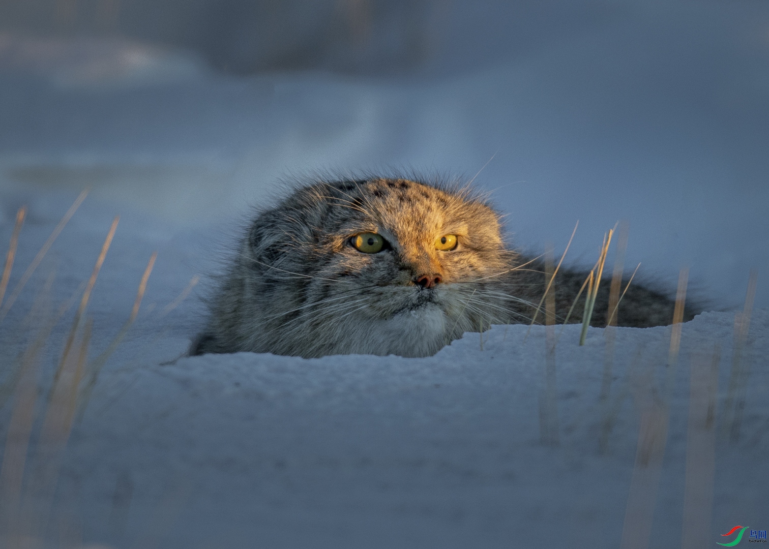 27.��ѩ��֮��������ɭ ���ɹ� 13337097666_1.jpg