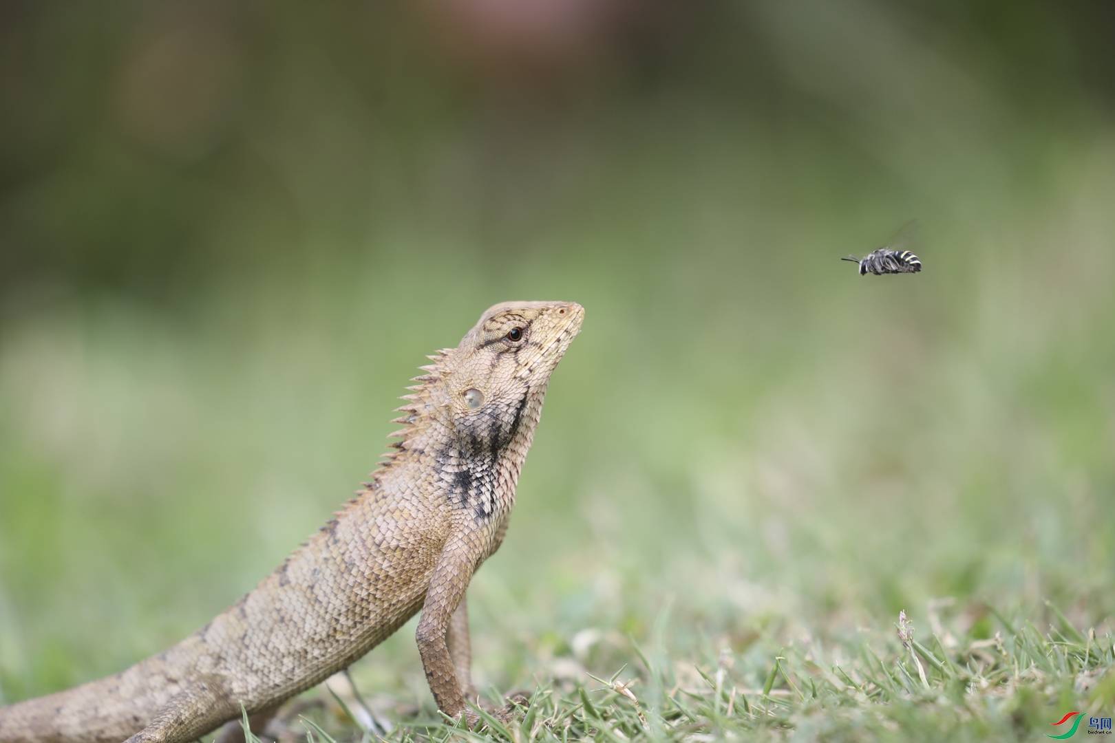 74.���� ����  �㶫 13322923009.jpg