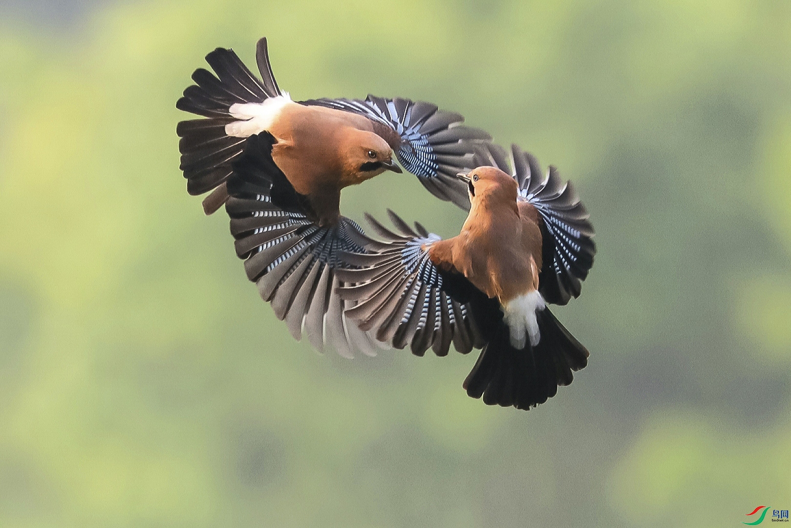 106.����˫�� ������ �㶫ʡ 13609012467.jpg