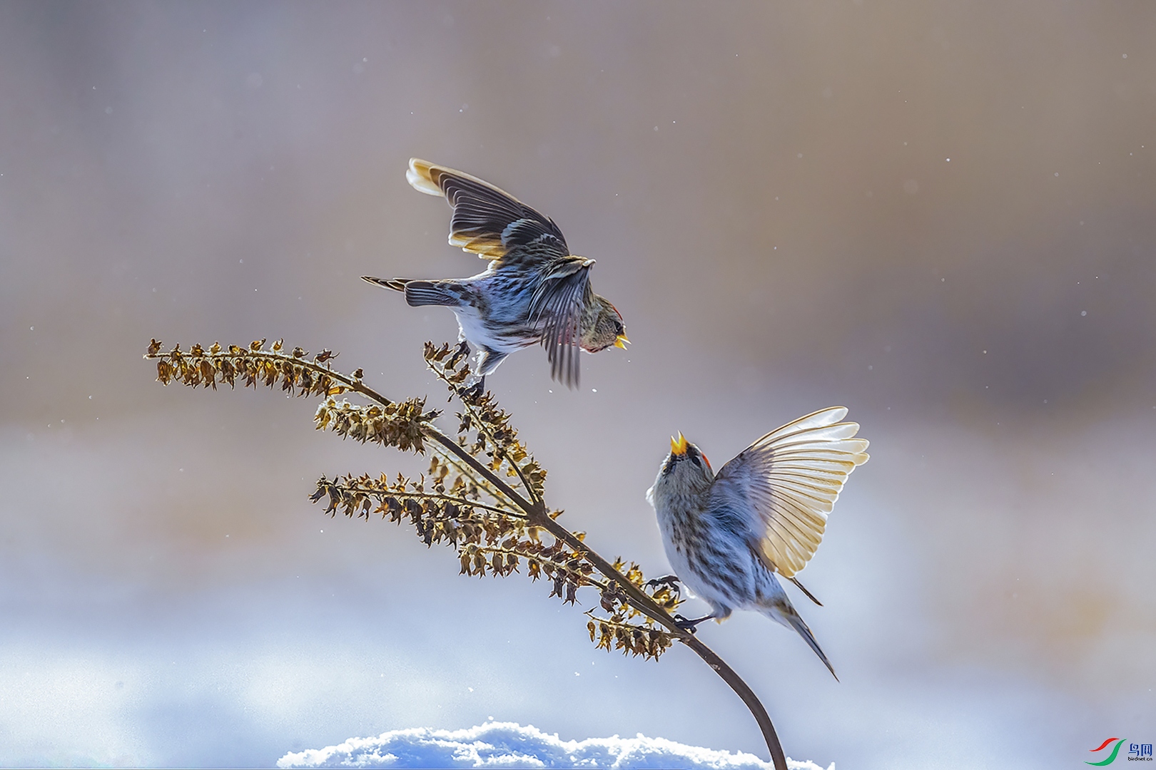 29.��ս ��ѩ�� ����ʡ 18904381277.jpg