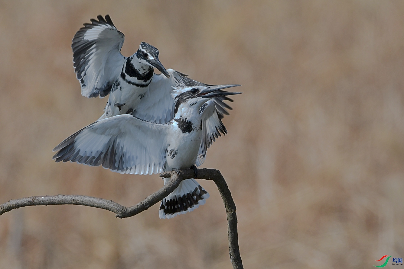 DSC_9414-2.jpg