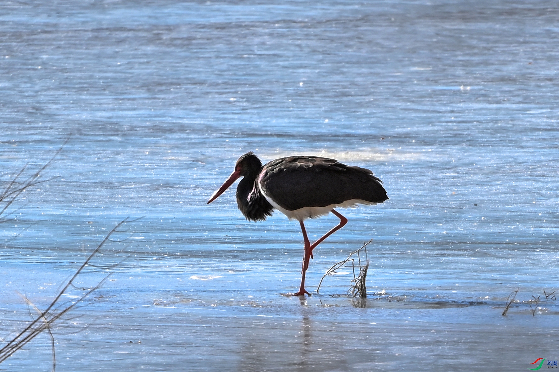 DSC_7597.jpg