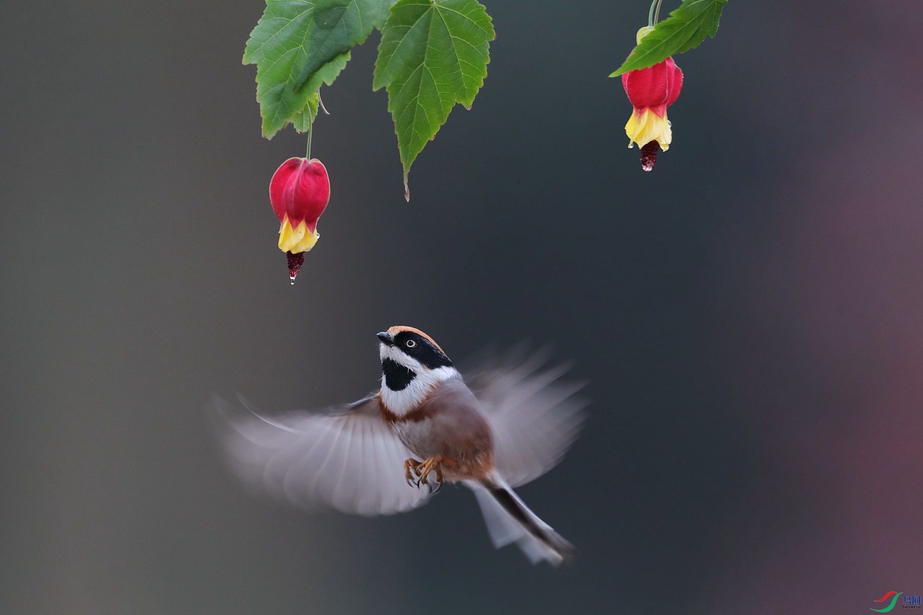 ��ͷ��βɽȸ