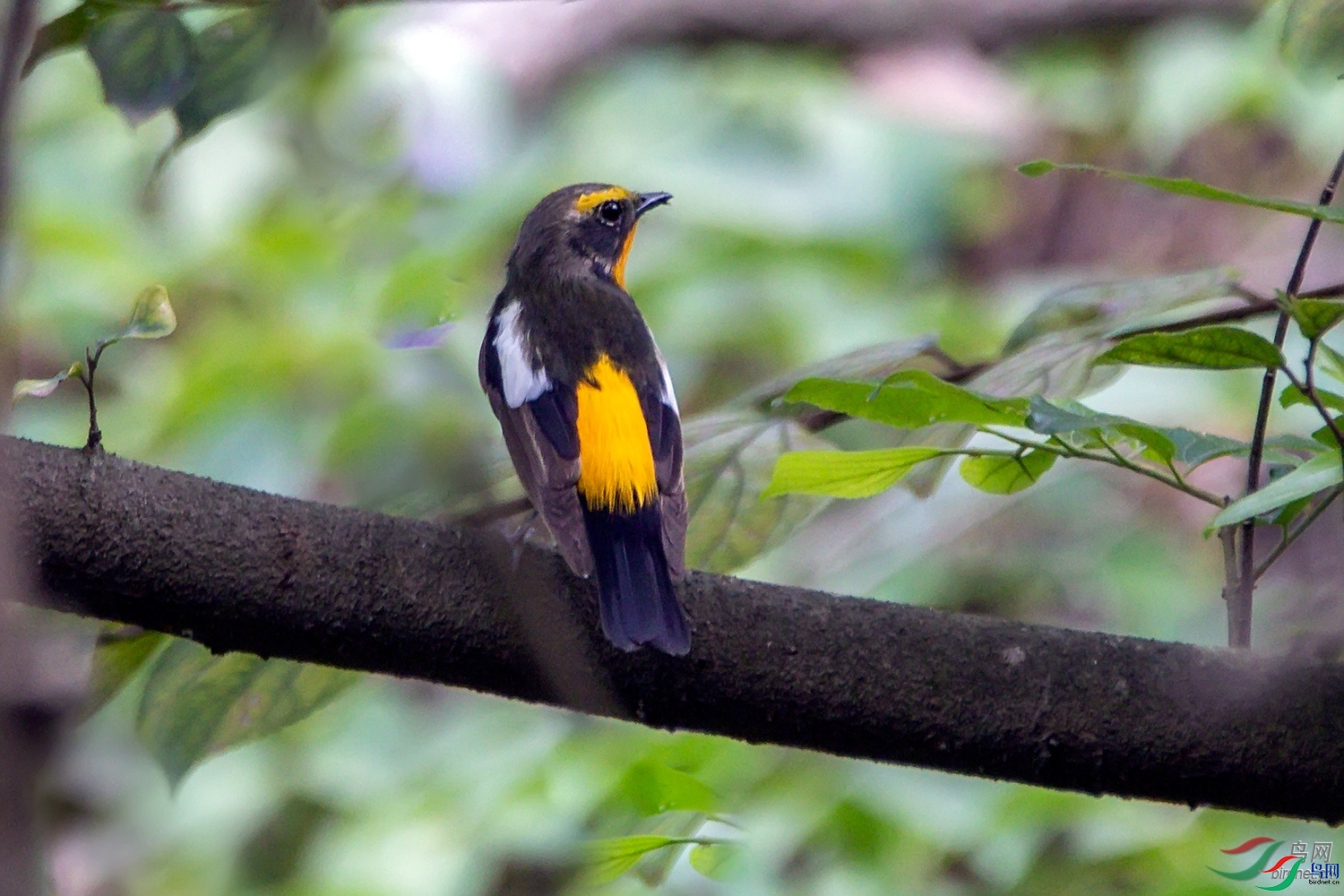 ufowjt  ��ʦ����.jpg