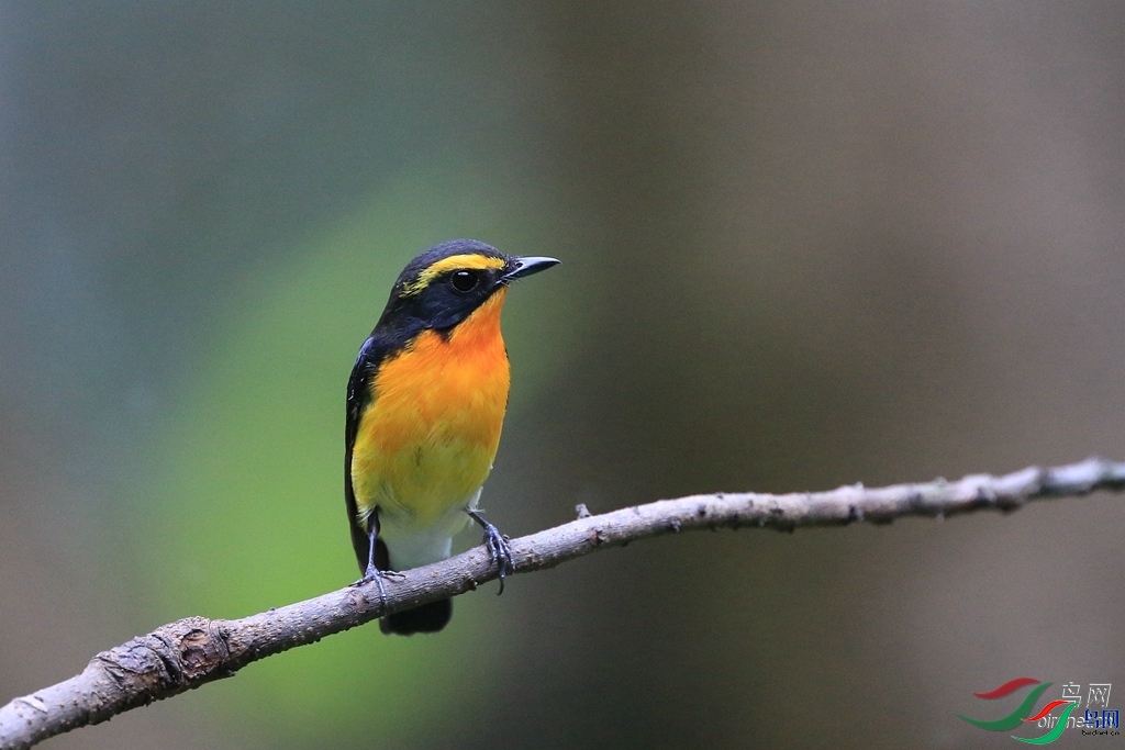 ��ķ  ��ʦ����.jpg