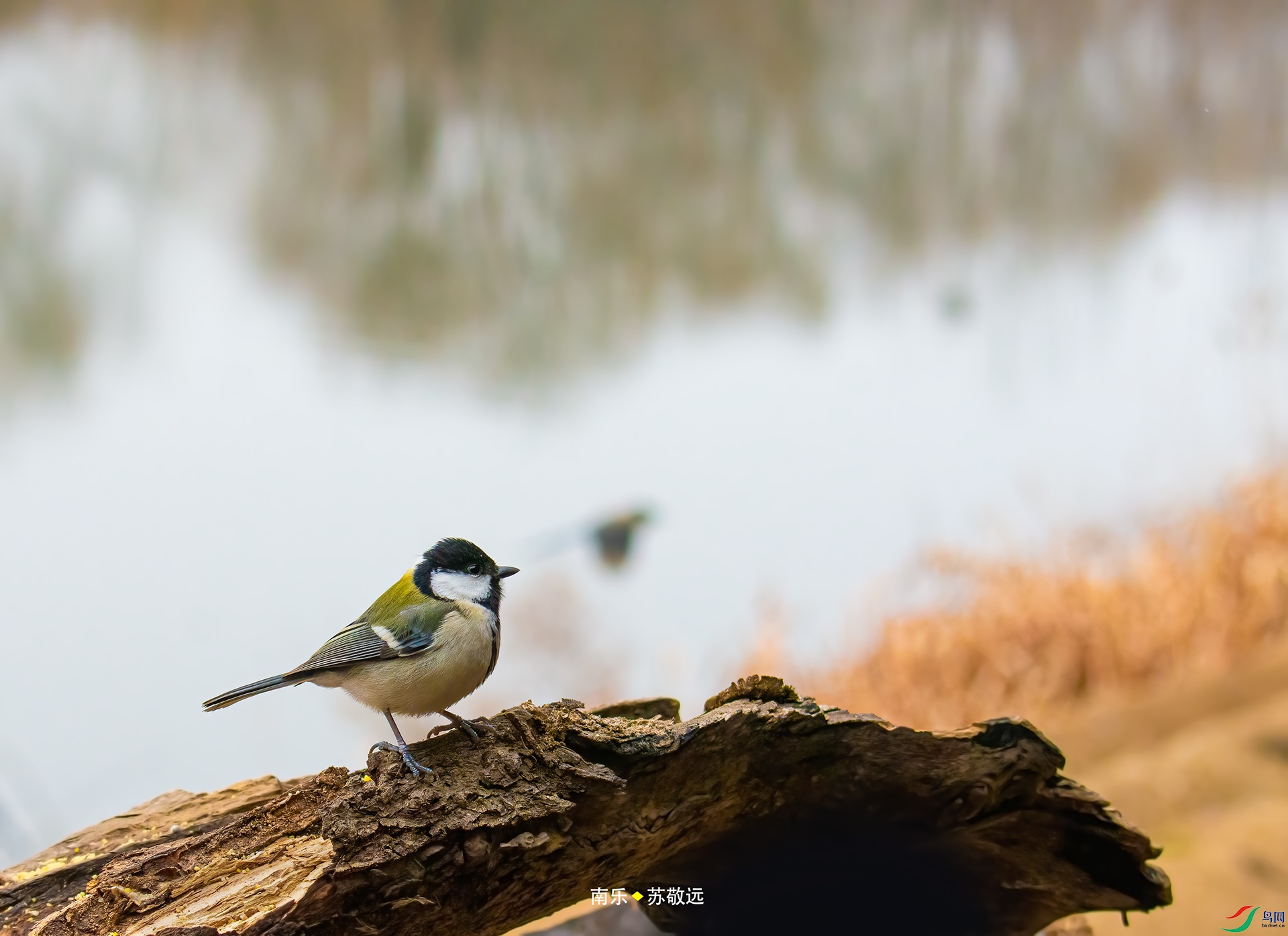_DSC4286С.jpg
