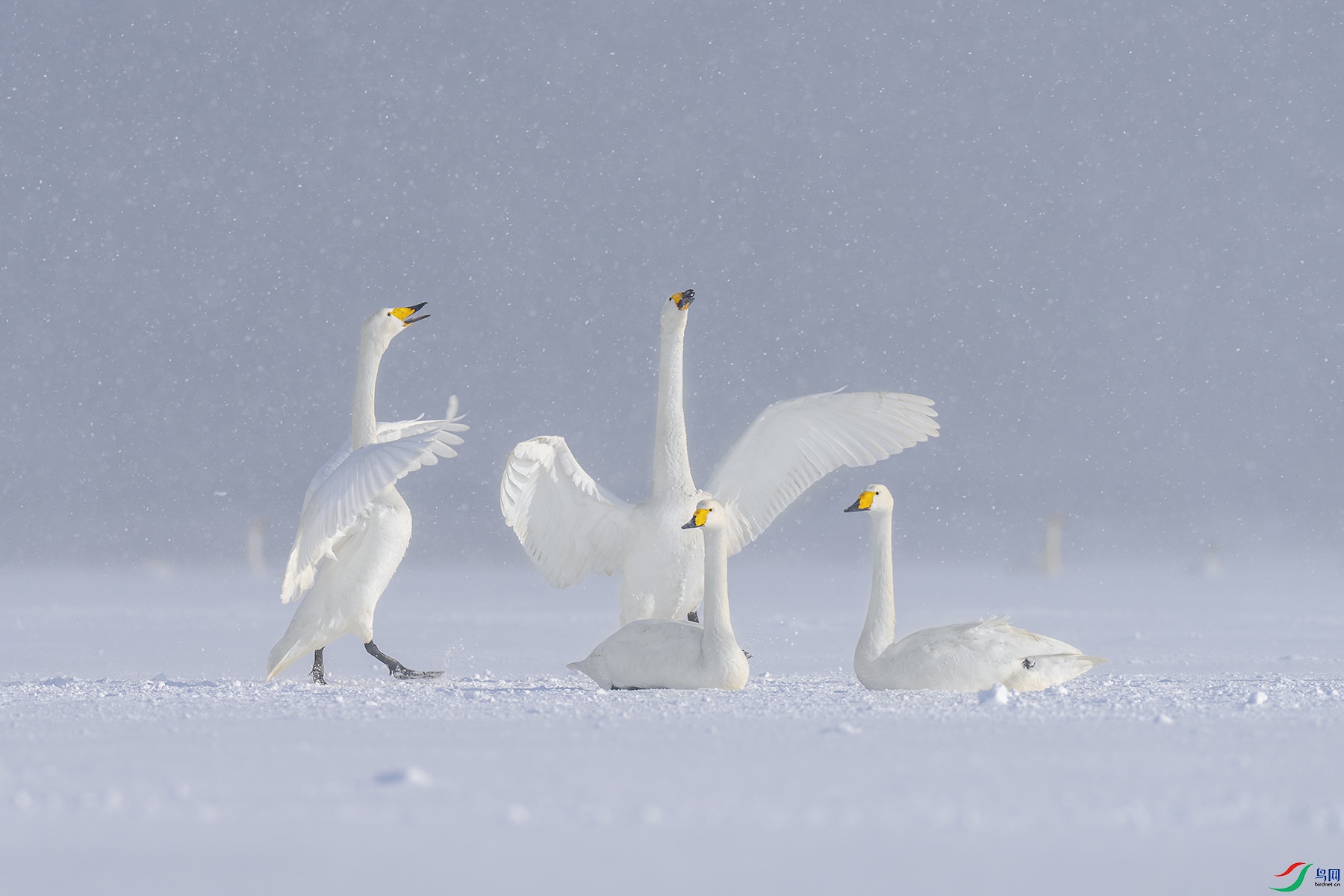 _DSC6254 ����.jpg