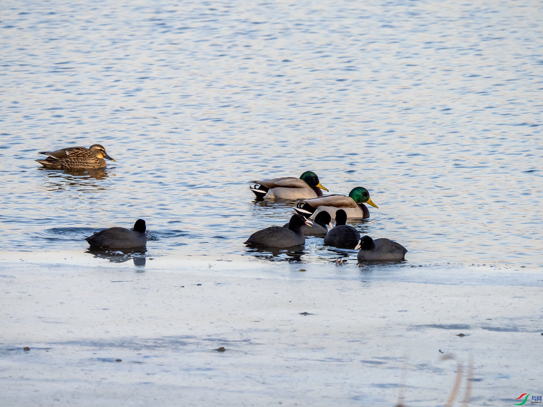 ��������ͷѼ�Ƕ���