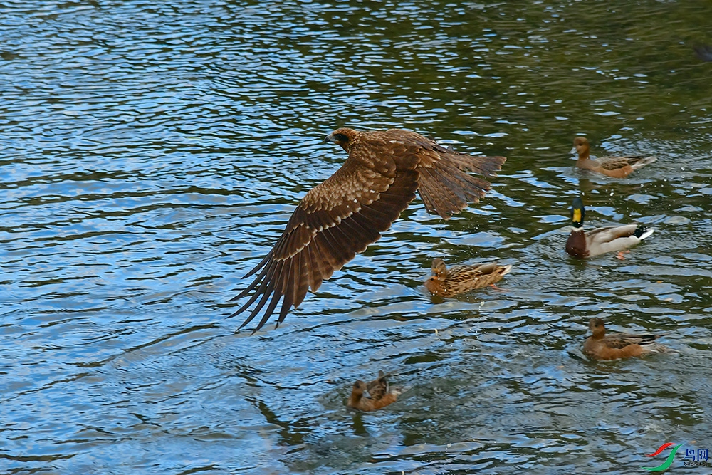 DSC_2717_DxOa.jpg