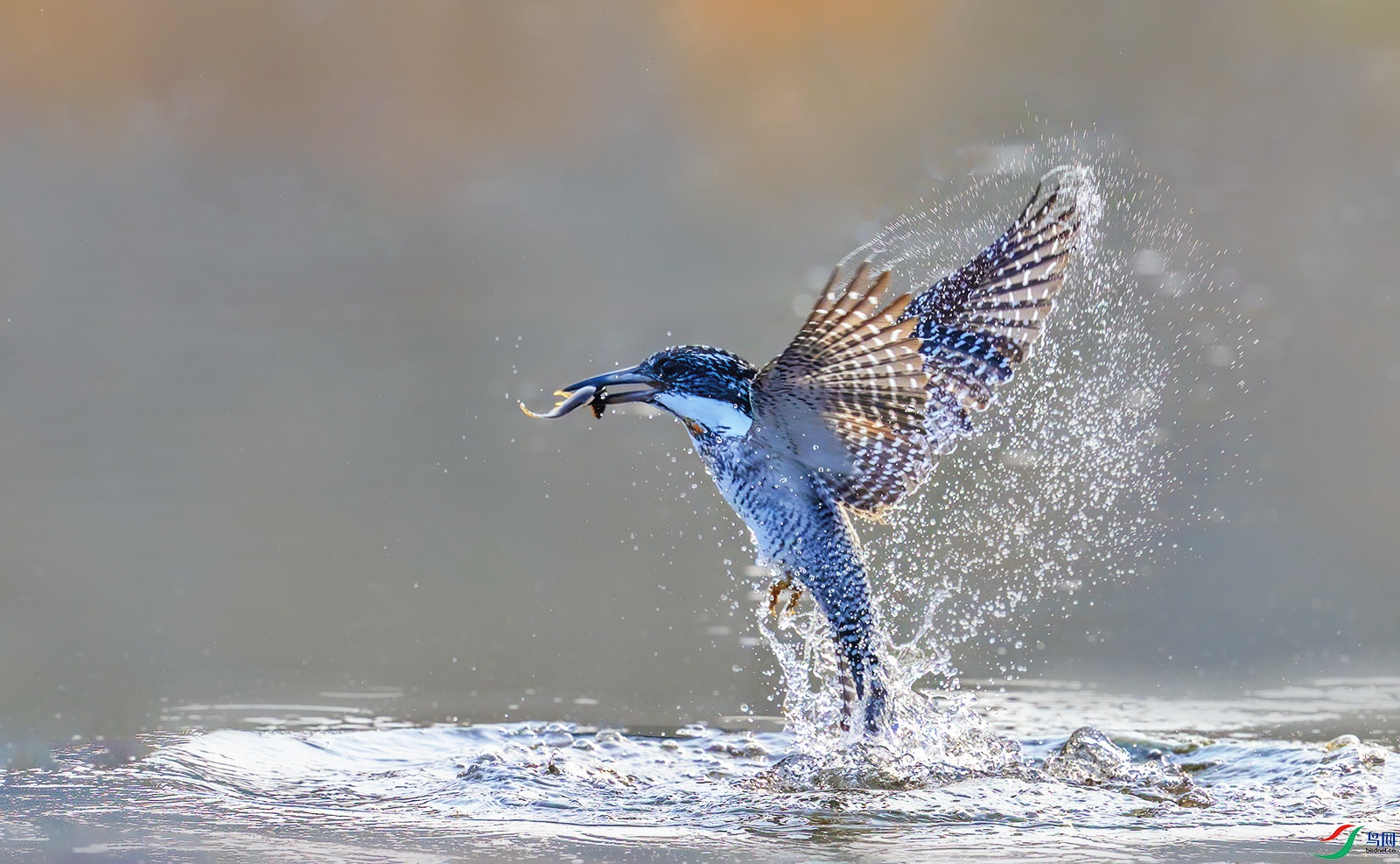 AI8I3298 ���� 2.jpg