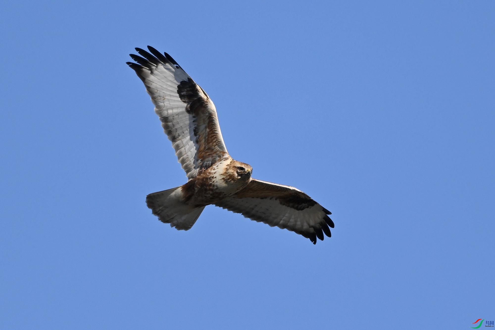 DSC_5797-.jpg
