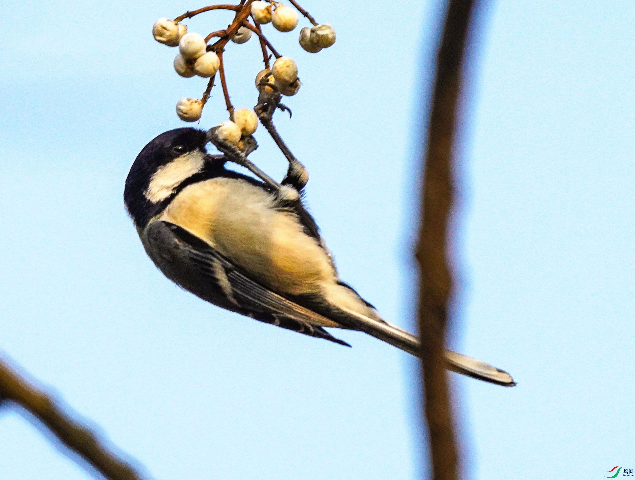 0130DSC06675_1_����.jpg