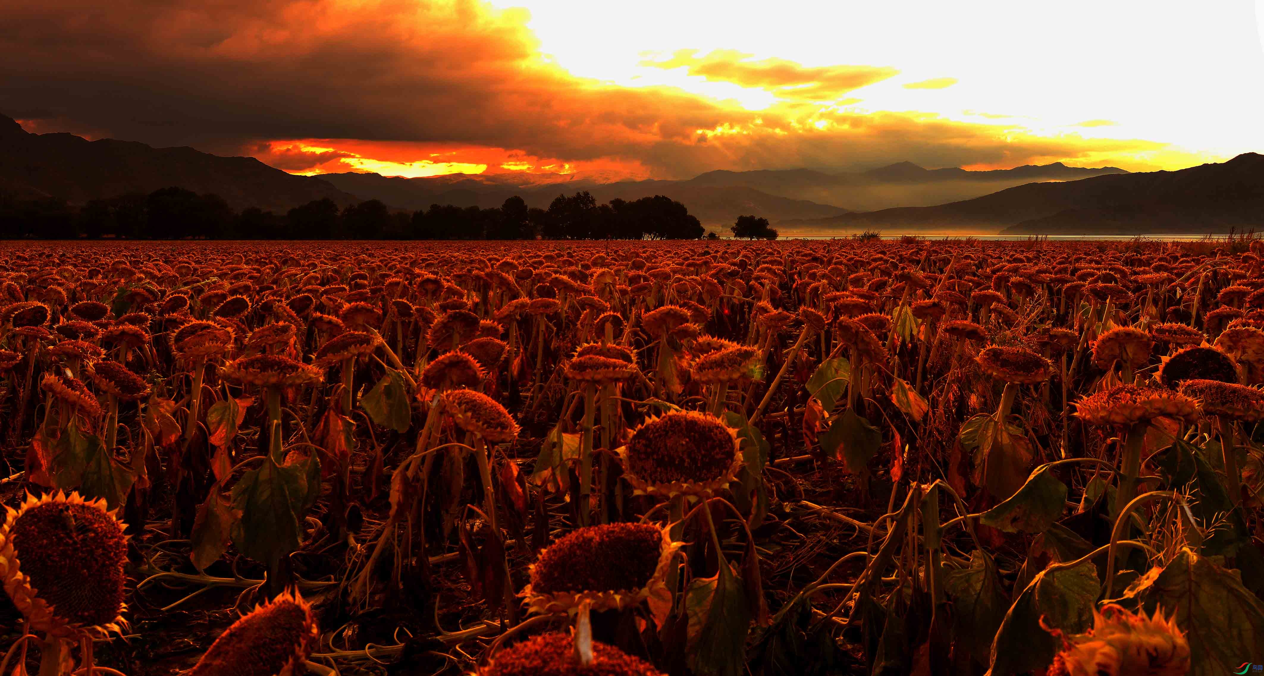 ���յ����տ�