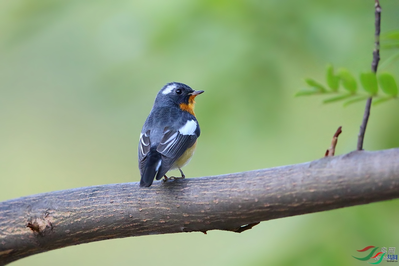 ǧţ�����ɽ�  ��ʦ�����ڽ���ʡ������.jpg