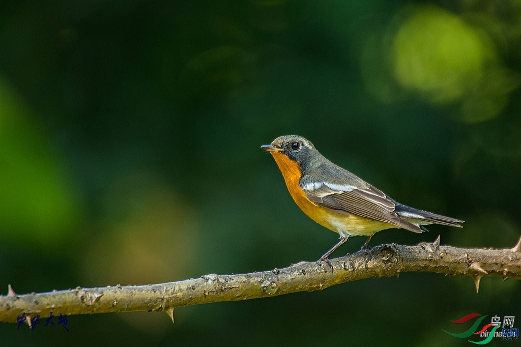 �л���� ��ʦ����.jpg