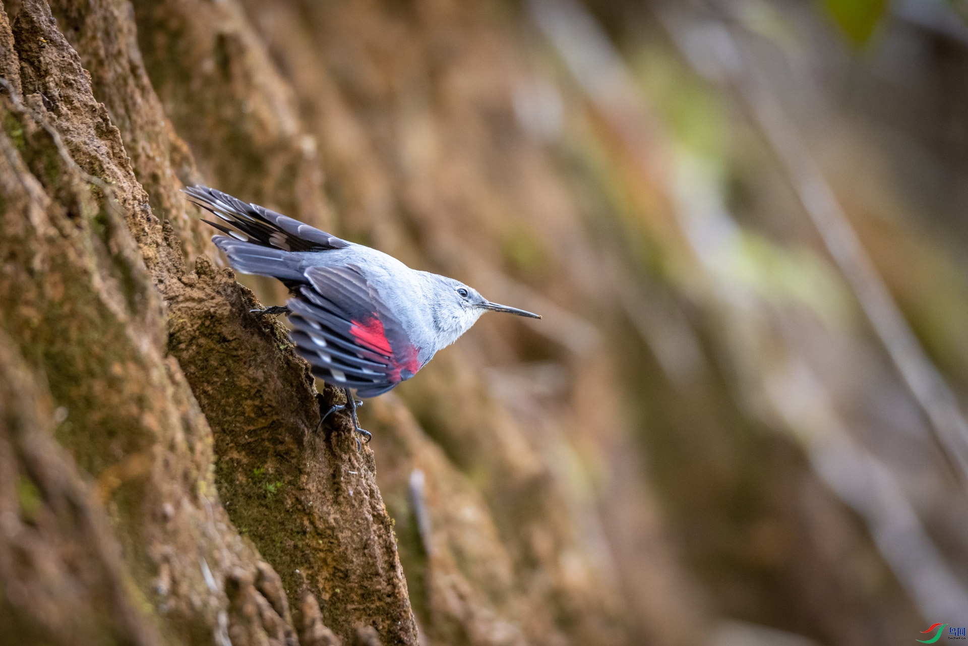 �������ȸ