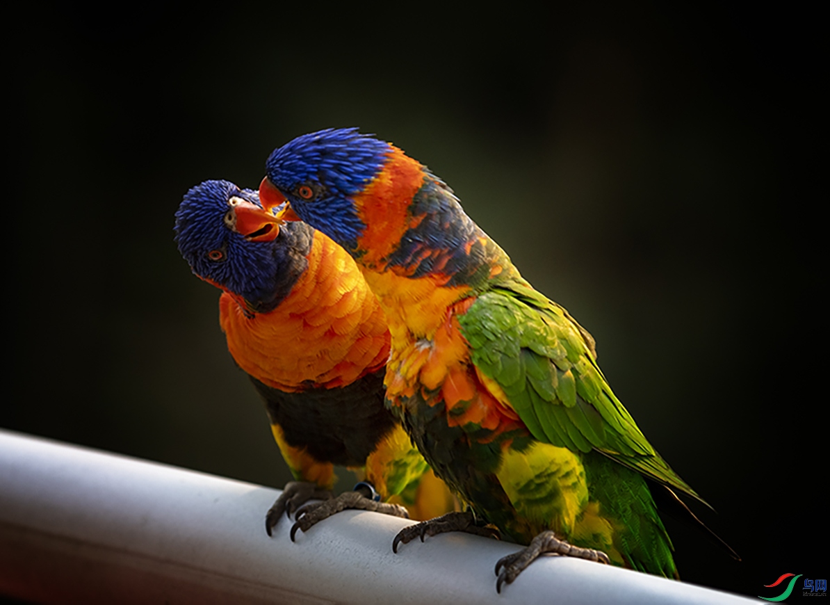 _GZ38219 ����k.jpg