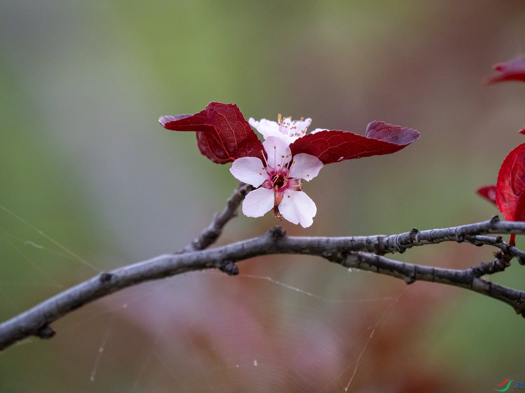 ��Ҷ������ʱ�ֿ���һ�仨