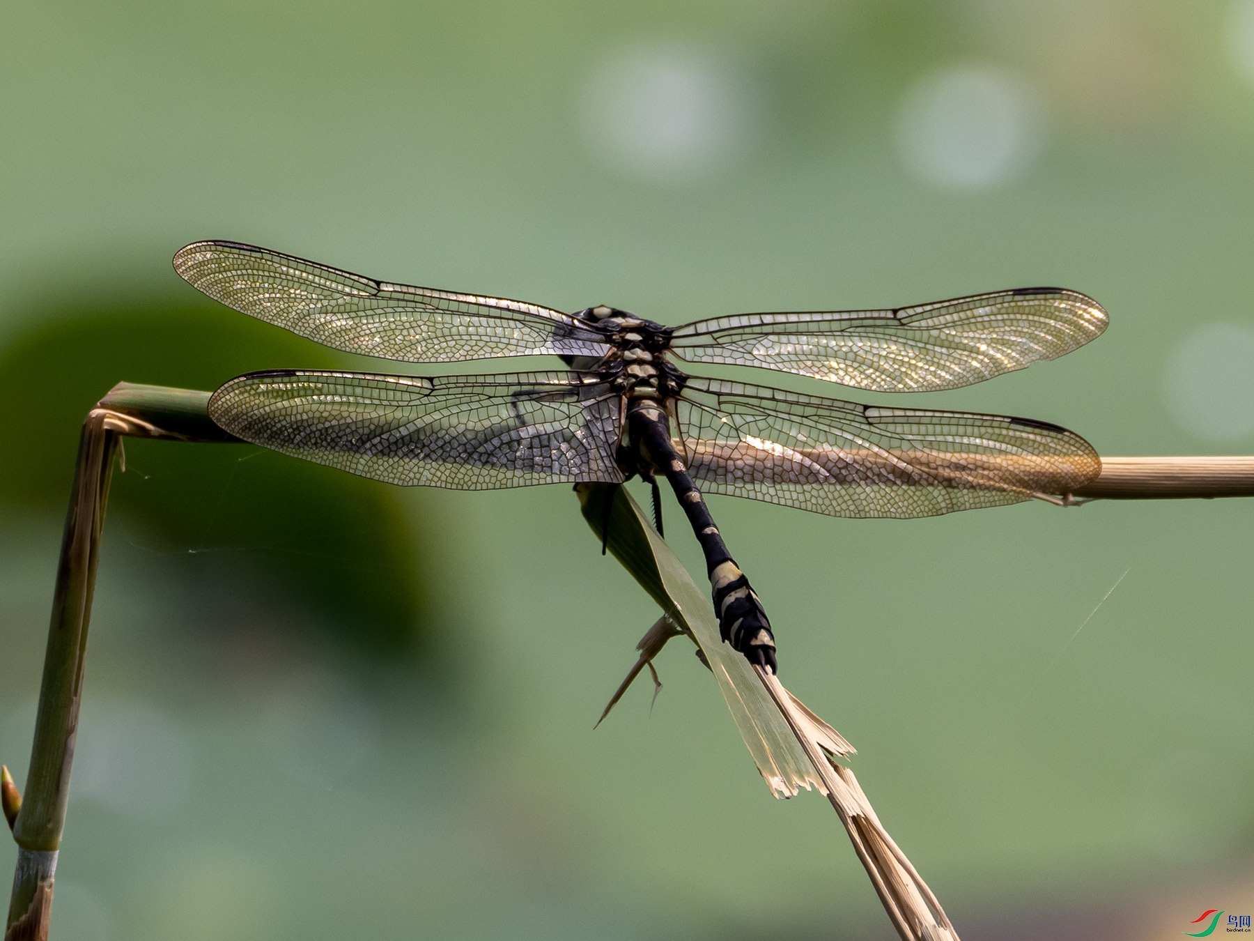 ���Ʊ�����