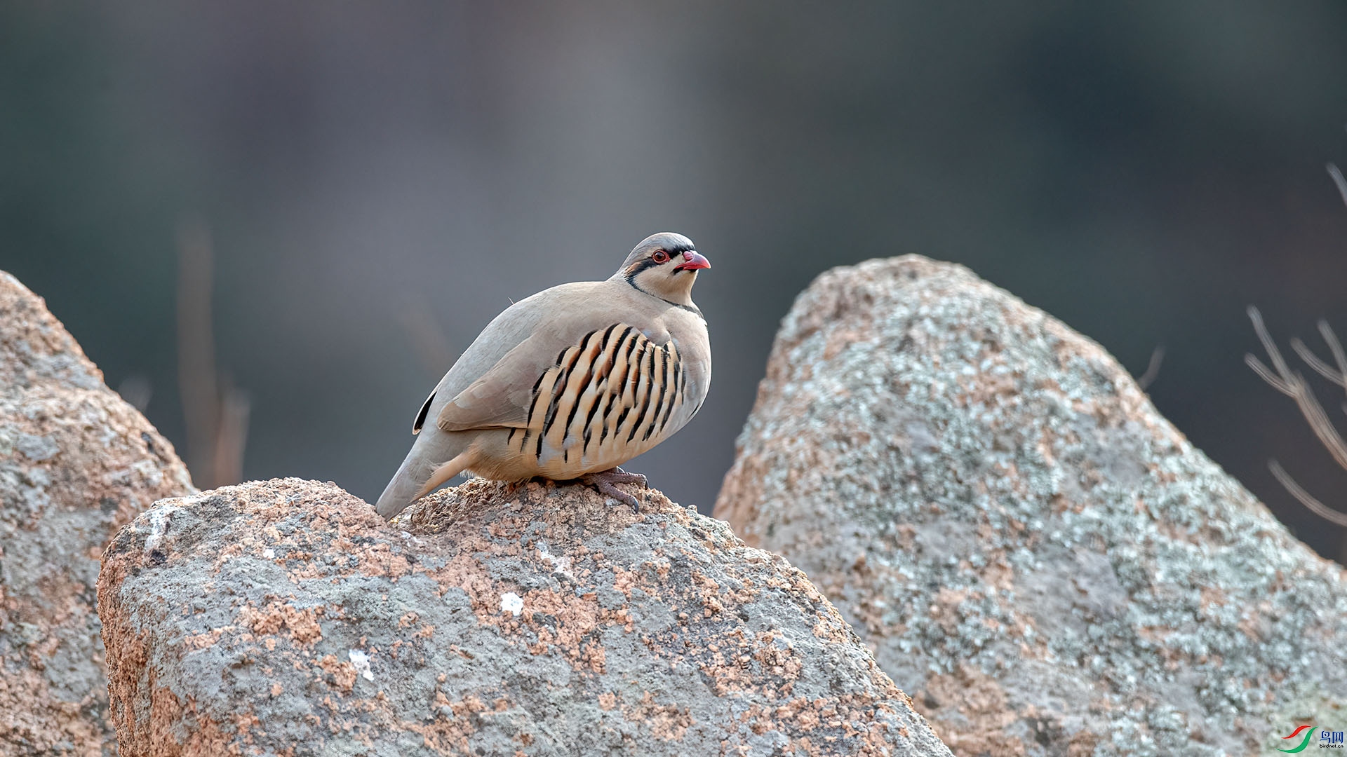 1DX_1985 ���� 2.jpg