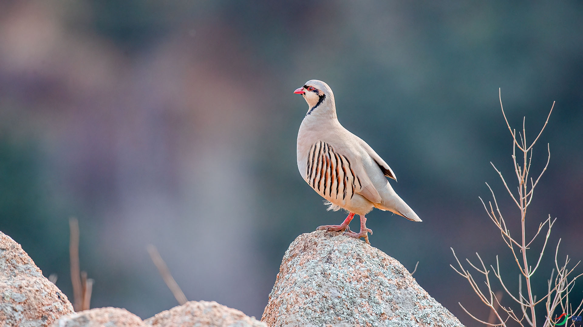 1DX_2631 ���� 2.jpg