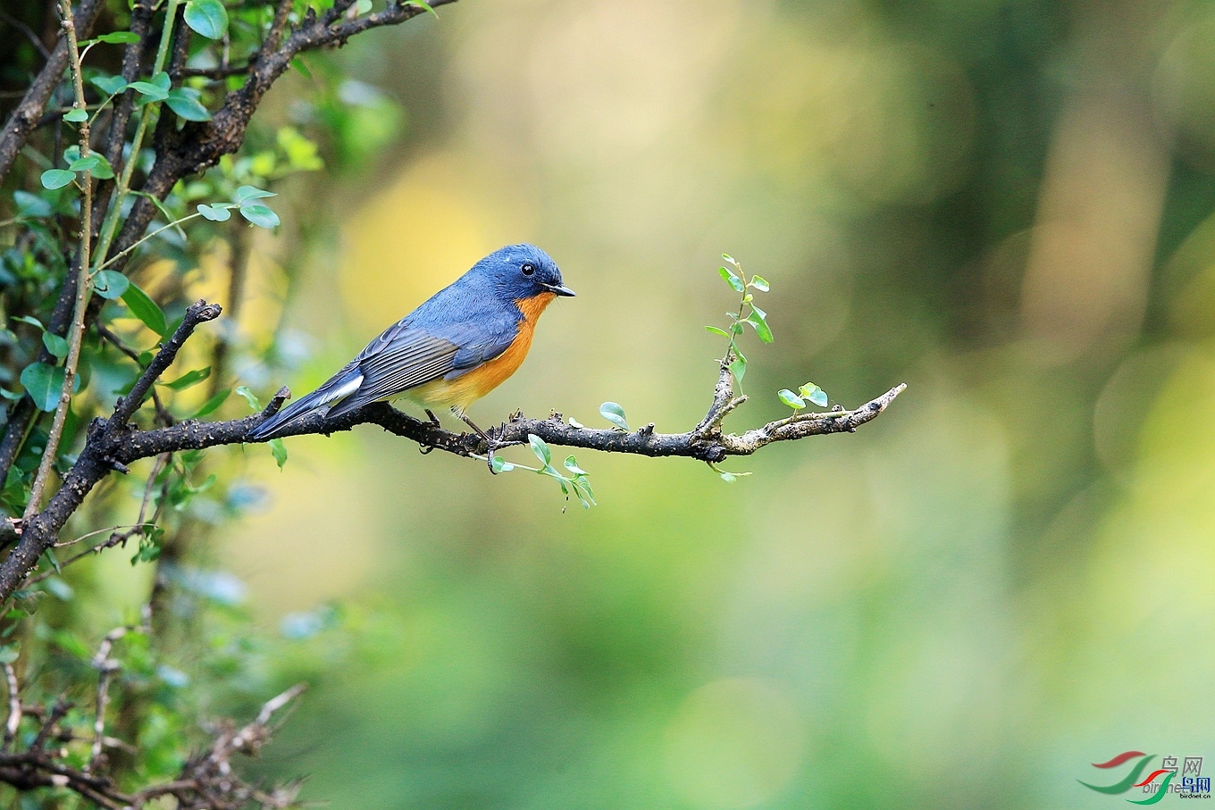 ����׽Ӱ  ��ʦ����.jpg