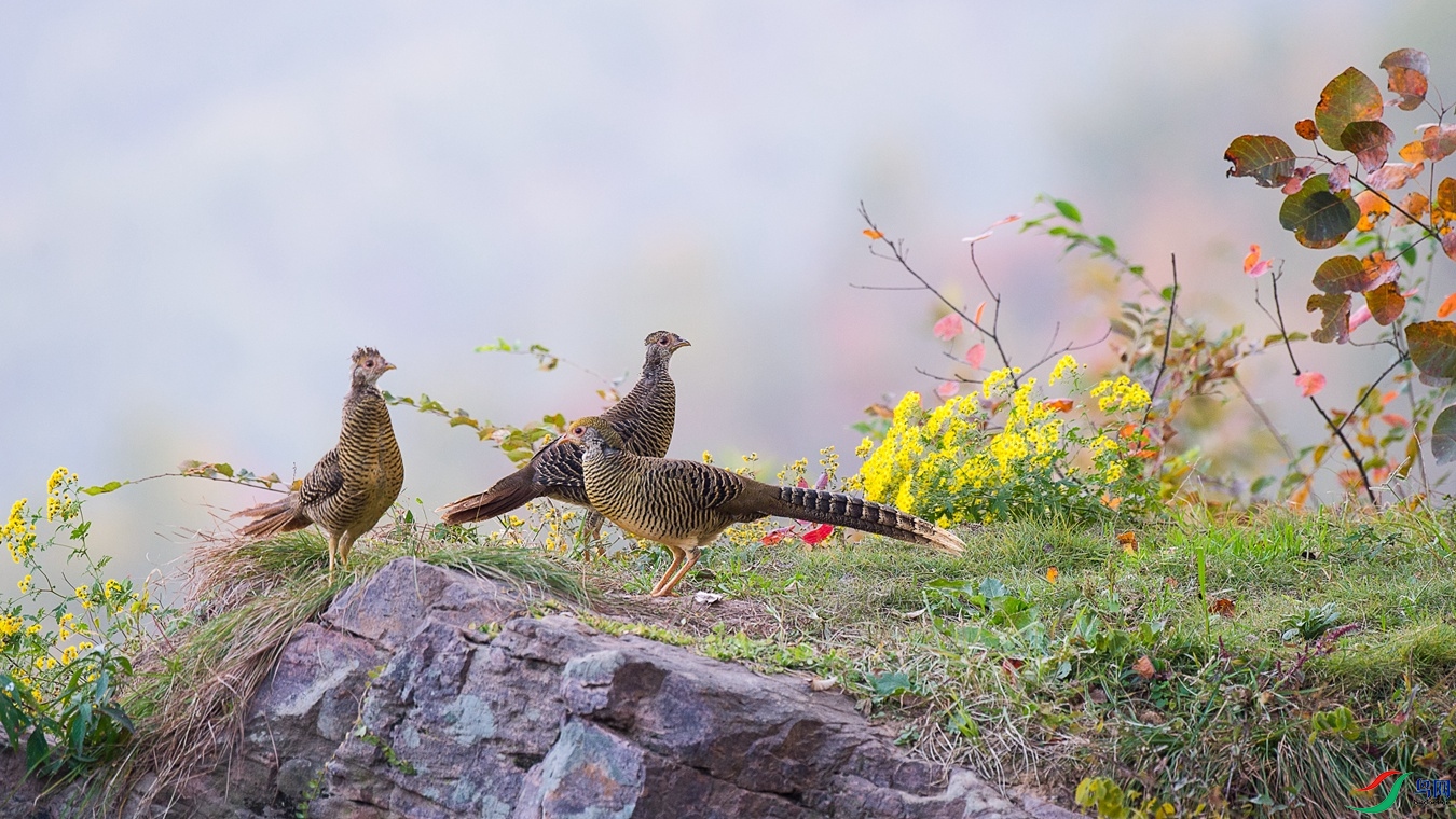 XCG_1518 - ����.jpg