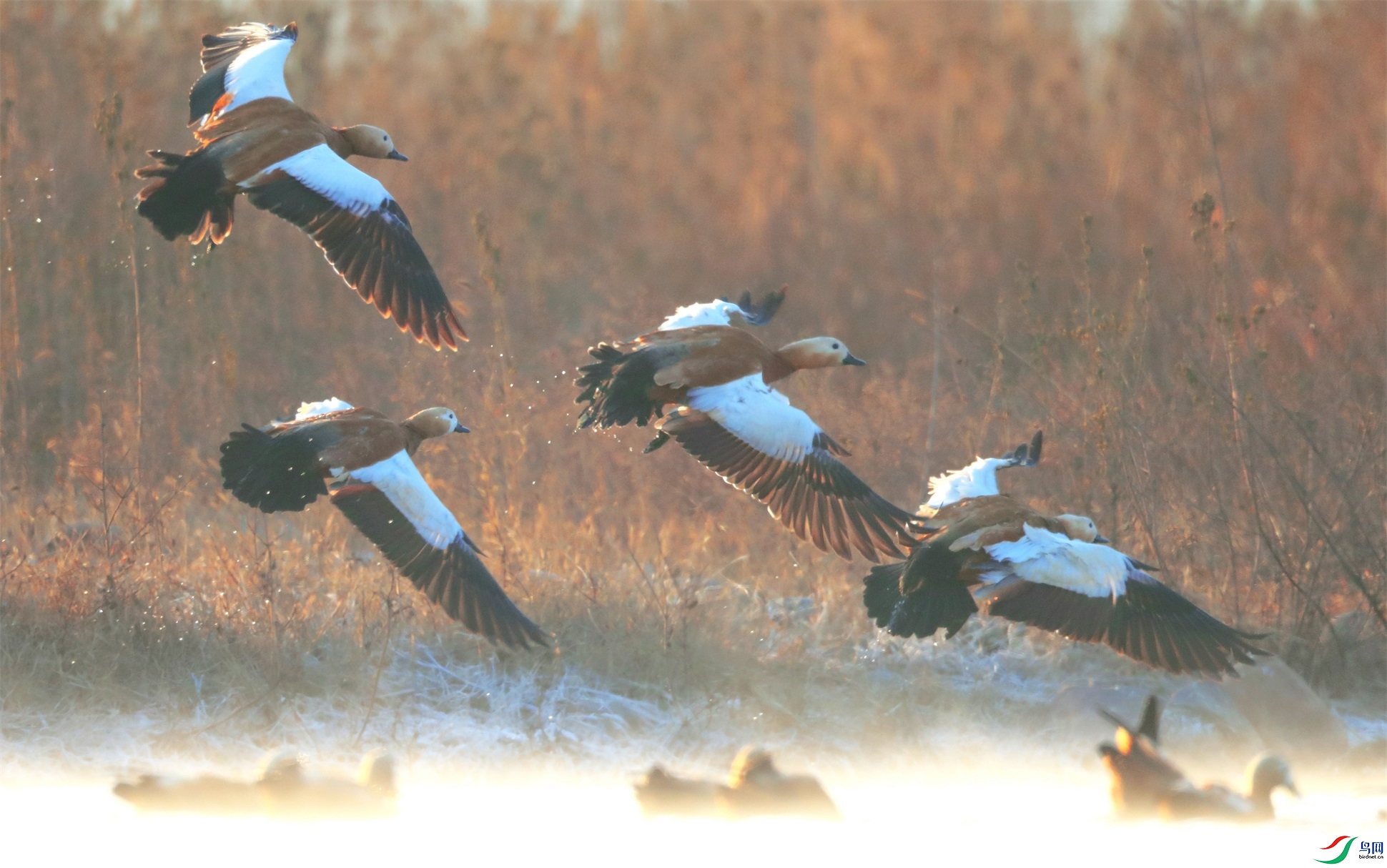 1233 - ����.jpg