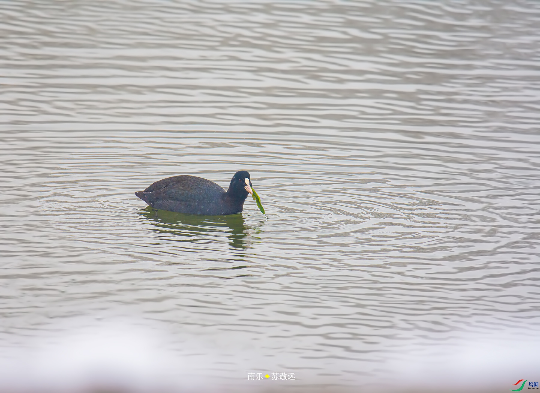 _DSC4429С.jpg