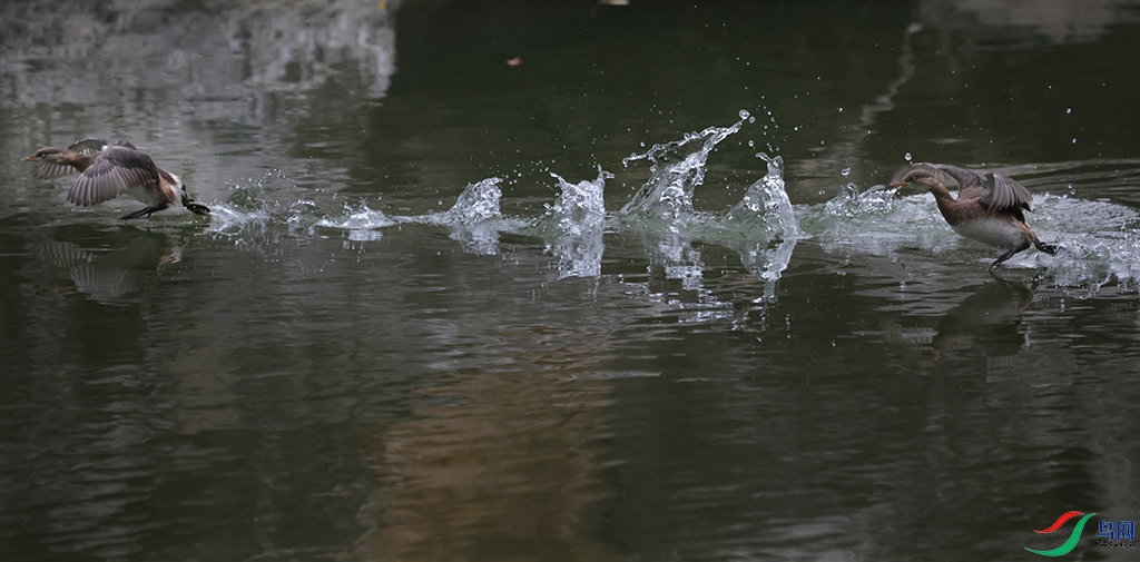 5X0A1748--1 - ����.jpg